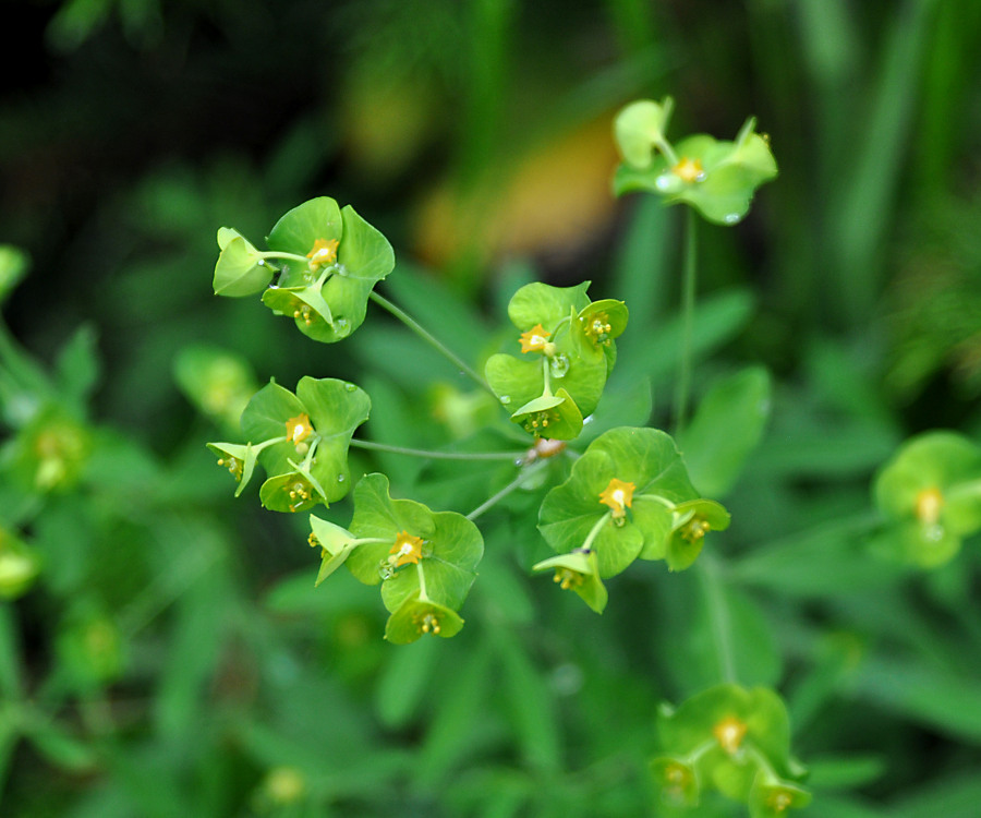 Image of Euphorbia borealis specimen.