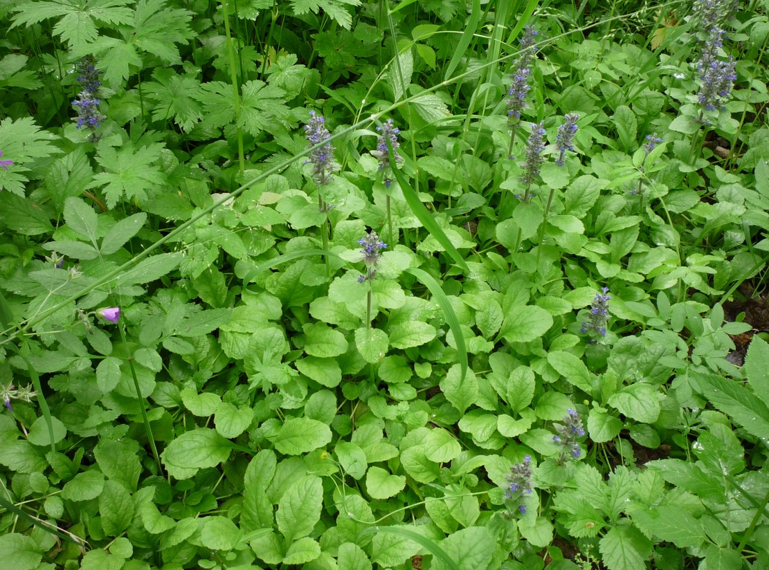 Image of Ajuga reptans specimen.