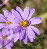 Image of taxon representative. Author is Тамара Риб