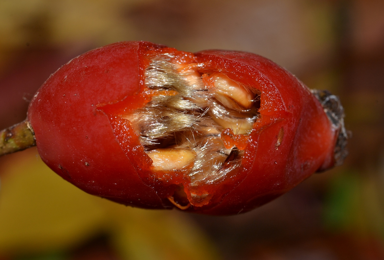 Image of genus Rosa specimen.