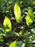 Convallaria majalis. Молодые побеги. Санкт-Петербург, Пискарёвский парк. 29.05.2009.