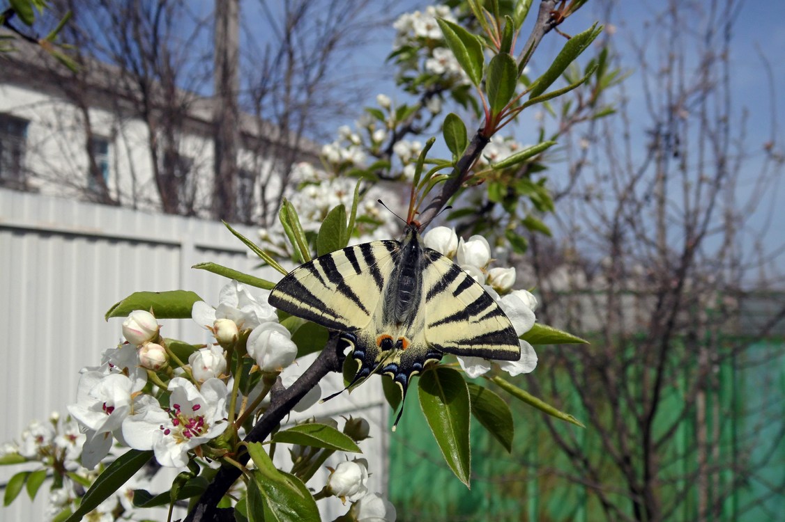 Изображение особи Pyrus communis.