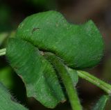 Trifolium clypeatum