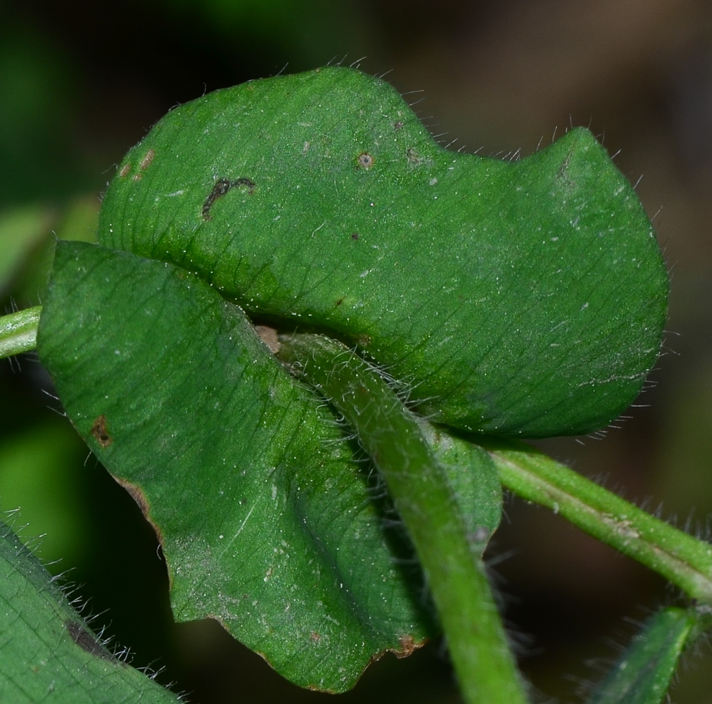 Изображение особи Trifolium clypeatum.