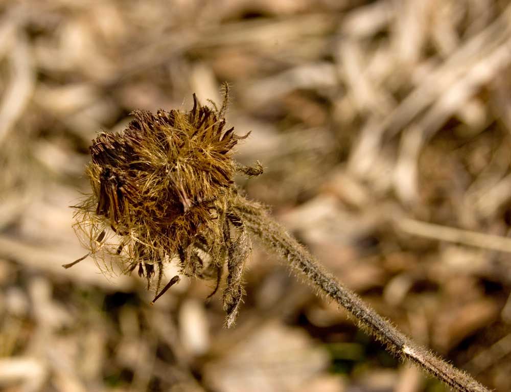 Image of Inula hirta specimen.