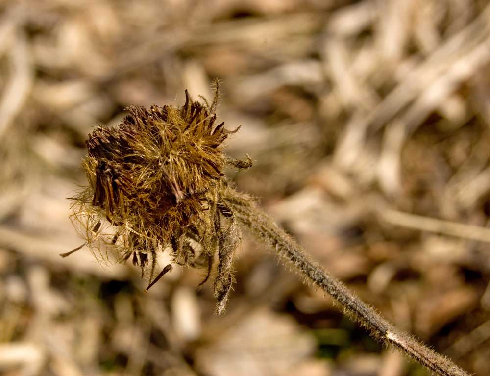 Изображение особи Inula hirta.