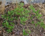 genus Salix