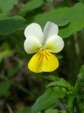 Viola matutina