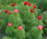 Paeonia tenuifolia