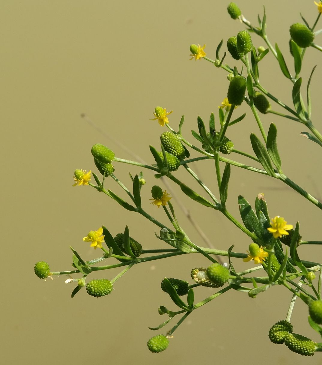 Изображение особи Ranunculus sceleratus.