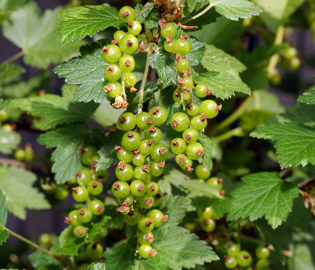 Изображение особи Ribes rubrum.