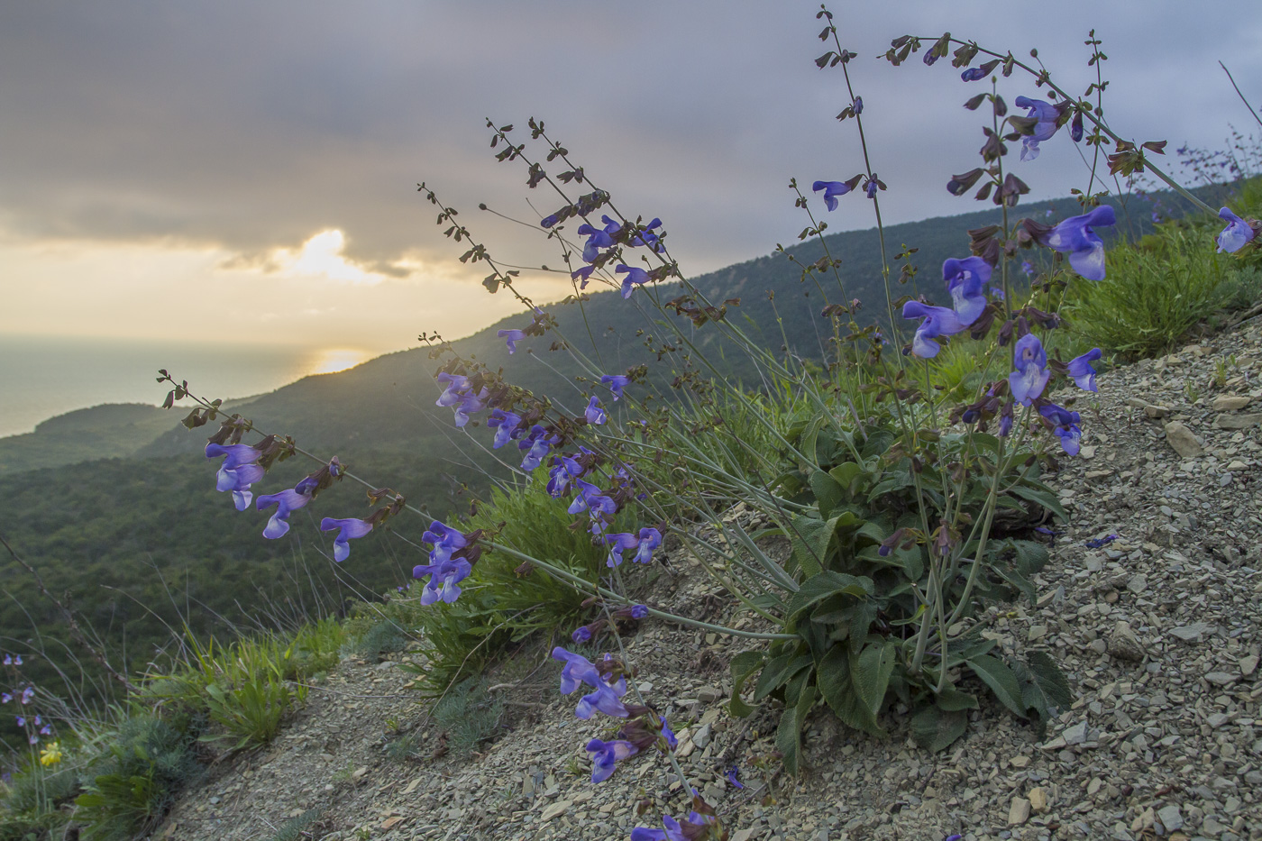 Изображение особи Salvia ringens.