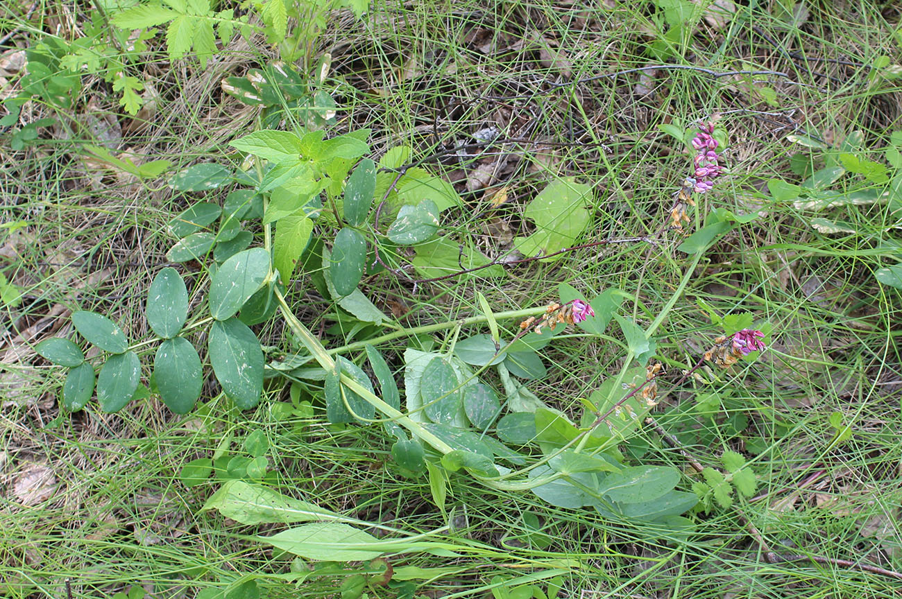 Изображение особи Lathyrus pisiformis.