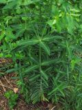 Euphorbia lathyris