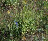 Veronica teucrium. Плодоносящее растение. Владимирская обл., Ковровский р-н, окр. дер. Митино, поле. 02.07.2016.