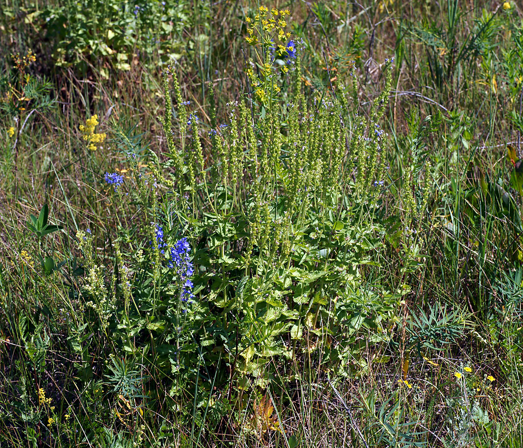 Image of Veronica teucrium specimen.