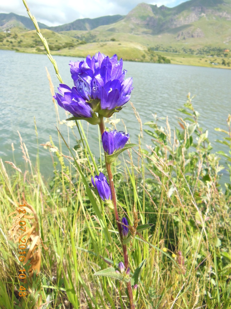 Изображение особи Campanula glomerata.