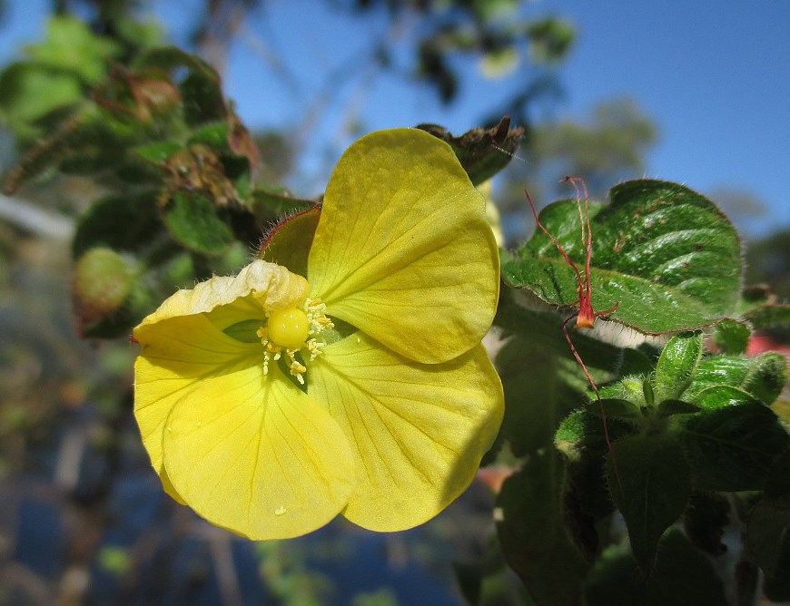 Image of Ludwigia peruviana specimen.