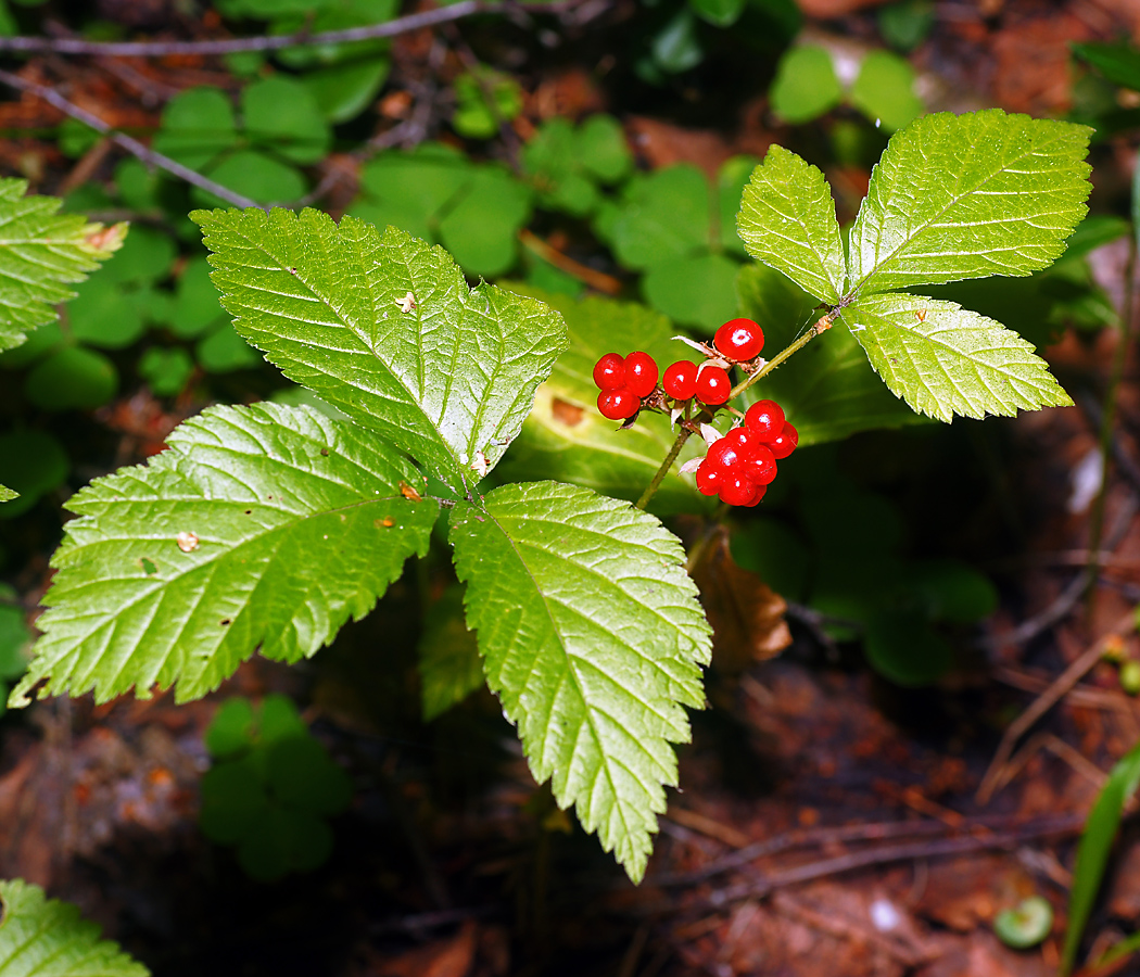 Изображение особи Rubus saxatilis.