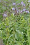 Lactuca sibirica