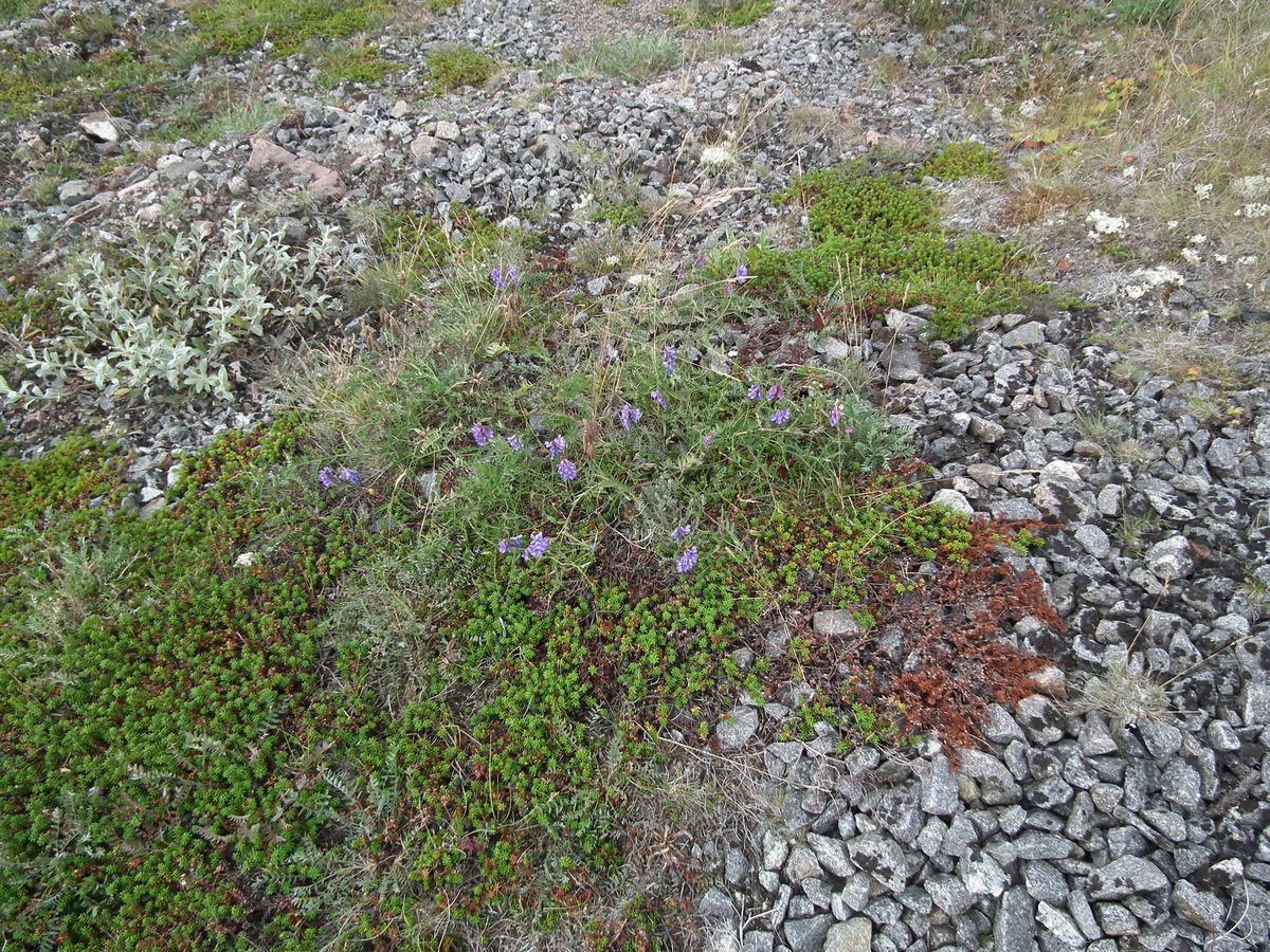 Image of Vicia cracca specimen.