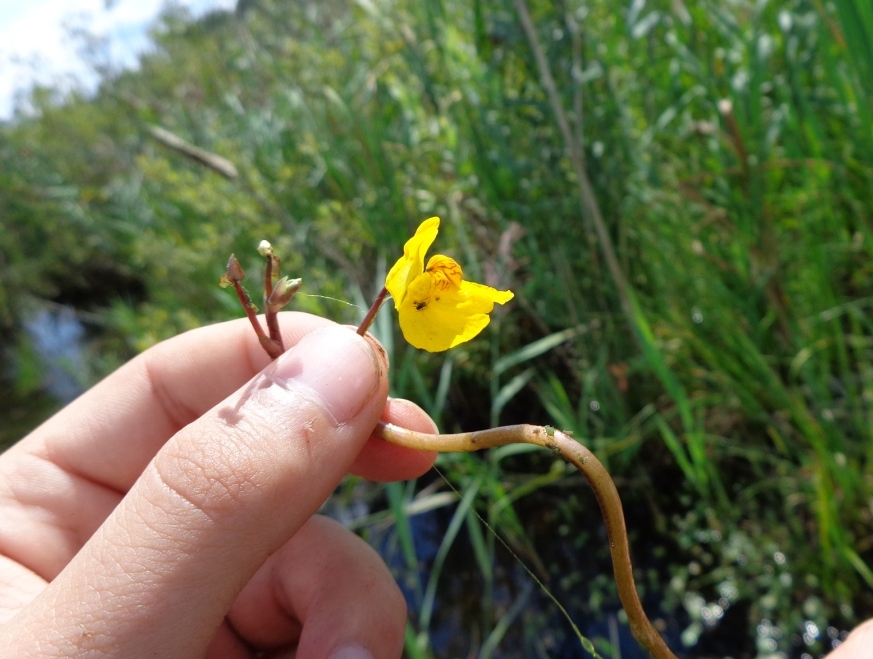 Изображение особи Utricularia vulgaris.