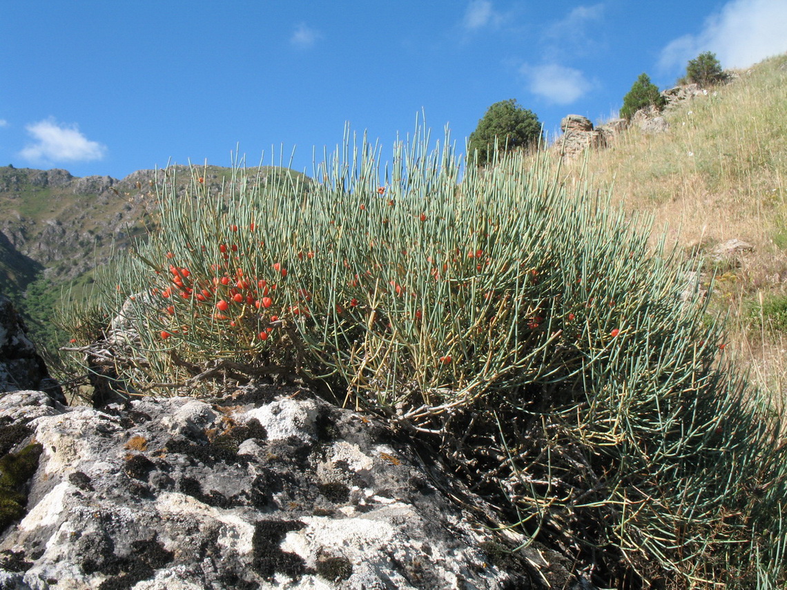 Image of Ephedra intermedia specimen.