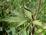 Geum rivale