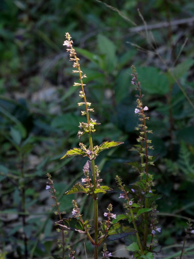 Image of Mosla dianthera specimen.