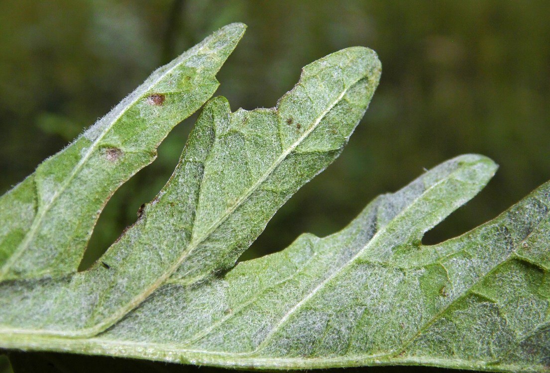 Image of Senecio grandidentatus specimen.