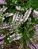 Calluna vulgaris