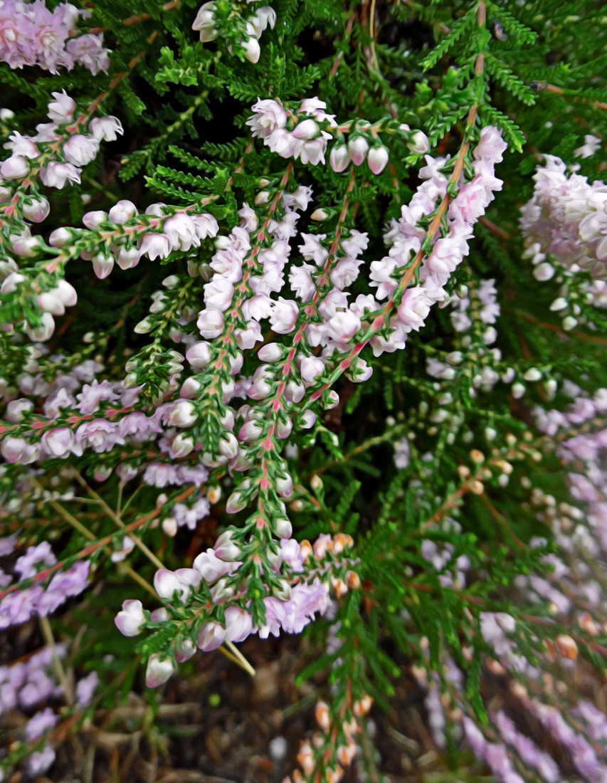 Image of Calluna vulgaris specimen.