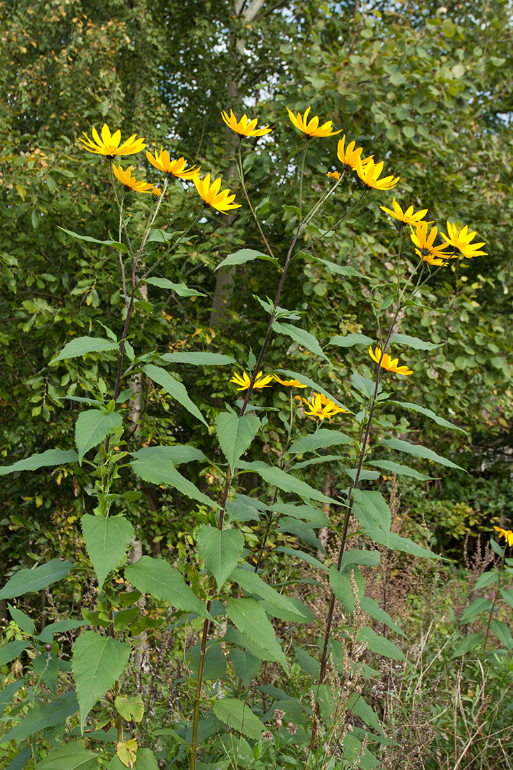 Изображение особи Helianthus tuberosus.