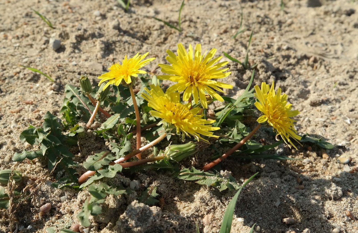 Image of genus Taraxacum specimen.