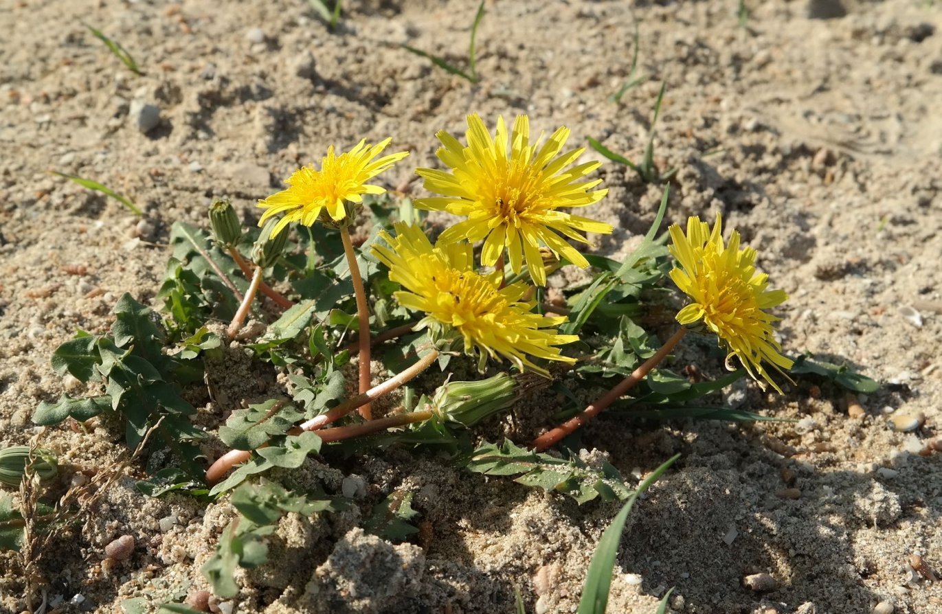 Изображение особи род Taraxacum.