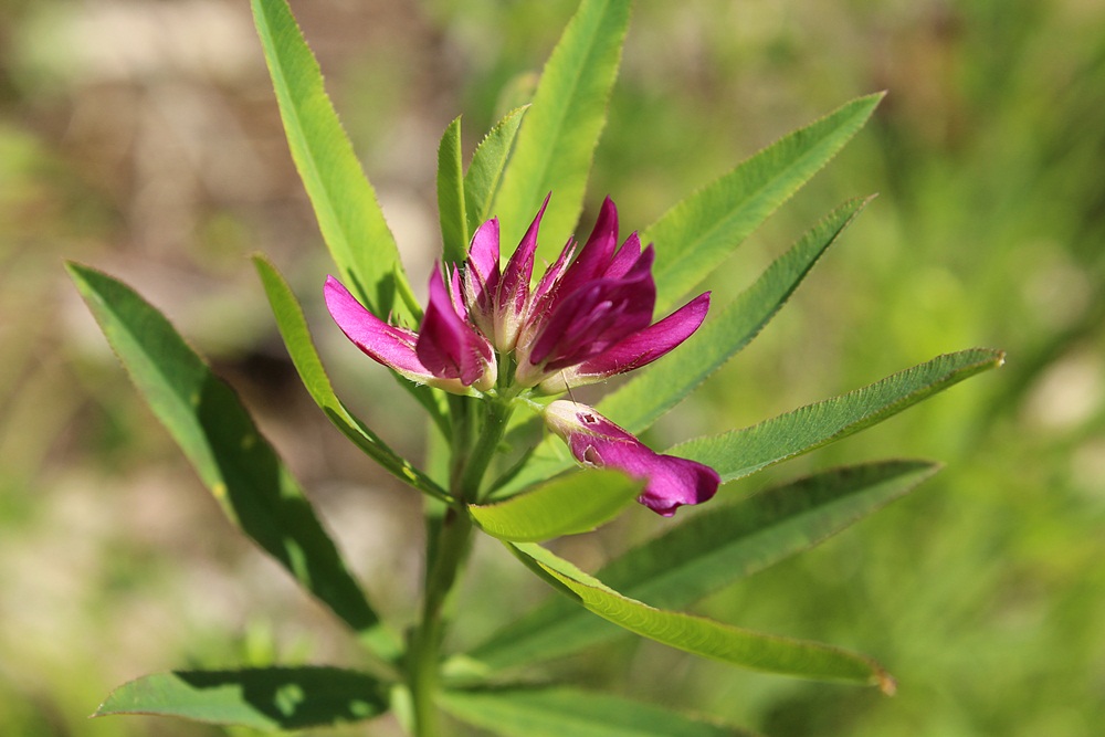 Image of Trifolium lupinaster specimen.