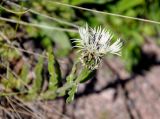 Centaurea cheiranthifolia. Верхушка побега с соцветием. Кабардино-Балкария, Эльбрусский р-н, пик Терскол, ≈ 2700 м н.у.м., альпийский луг. 14.07.2016.