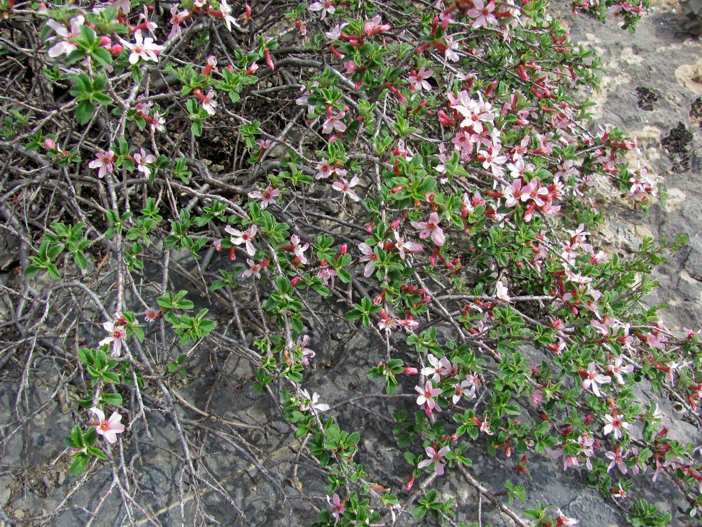 Image of Cerasus erythrocarpa specimen.