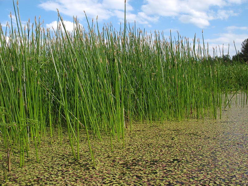 Изображение особи Eleocharis palustris.