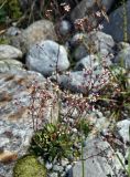 Saxifraga cartilaginea