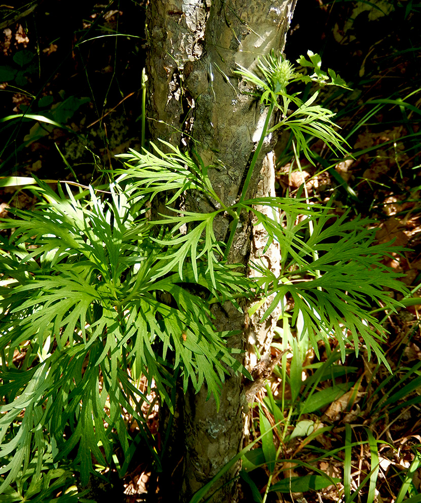 Image of Delphinium schmalhausenii specimen.