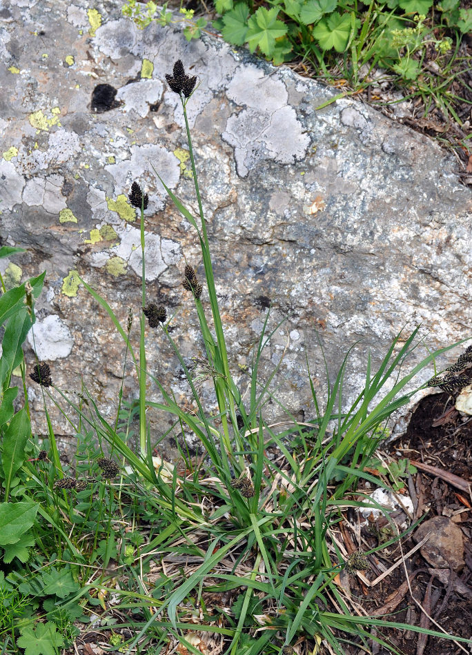 Изображение особи Carex melananthiformis.