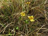 Caltha arctica. Цветущее растение. Красноярский край, Таймырский Долгано-Ненецкий муниципальный р-н, п-ов Хара-Тумус, мыс Косистый, заболоченная тундра. 19.07.2015.
