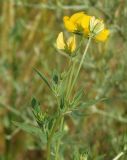 Image of taxon representative. Author is Сергей Одинец