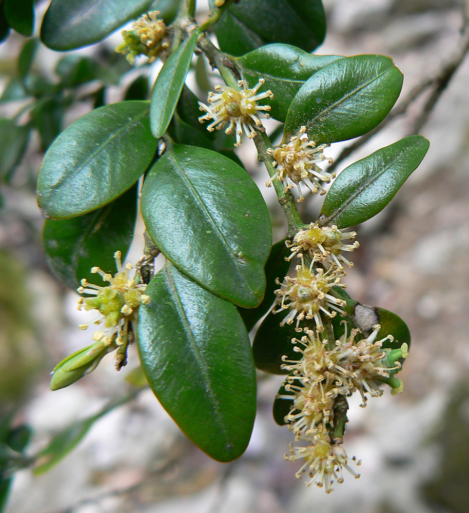 Image of Buxus colchica specimen.