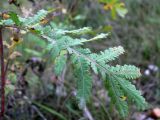 Tanacetum vulgare. Лист. Свердловская обл., окр. г. Североуральск, обочина дороги. 26.09.2016.