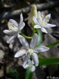 Scilla bifolia