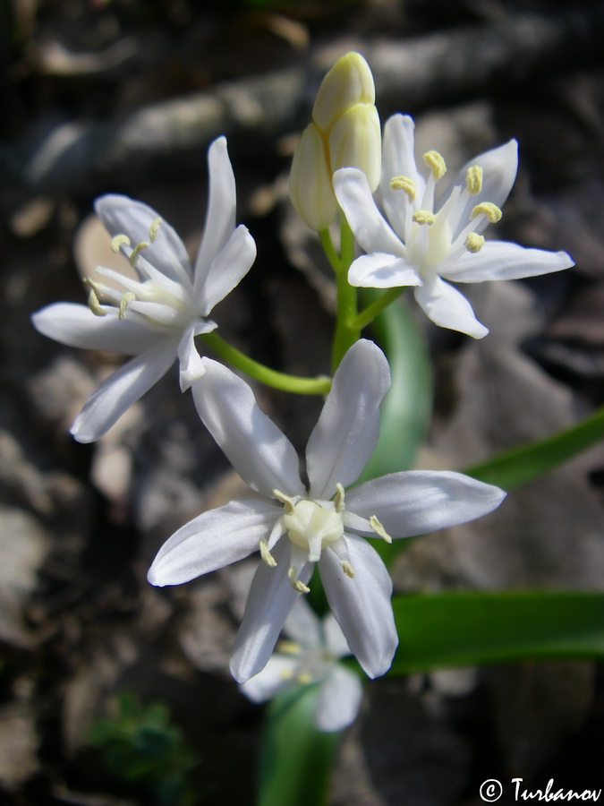 Image of Scilla bifolia specimen.