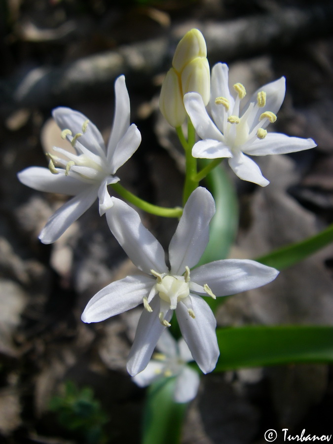 Изображение особи Scilla bifolia.