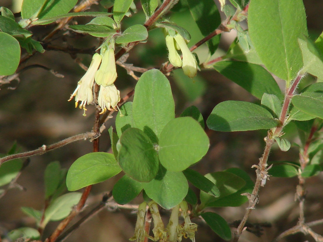 Image of Lonicera pallasii specimen.